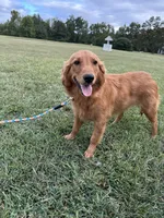 Mindy, a female Golden Retriever for sale in Dinwiddie, VA – 9 of 10