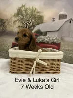 Girl 3, a female Miniature Dachshund for sale in Dinwiddie, VA – 9 of 10