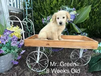 Green Collar Boy, a male Golden Retriever for sale in Dinwiddie, VA – 6 of 10