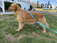 Ms. Pink Collar, a female Golden Retriever for sale in Dinwiddie, VA – 5 of 8