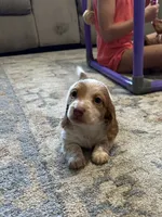 Male 1, a male Miniature Dachshund for sale in Dinwiddie, VA – 6 of 10