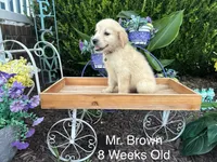 Brown Collar Boy, a male Golden Retriever for sale in Dinwiddie, VA – 3 of 10
