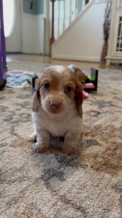 Male 1, a male Miniature Dachshund for sale in Dinwiddie, VA – 10 of 10