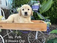 Pink Collar Girl, a female Golden Retriever for sale in Dinwiddie, VA – 6 of 9