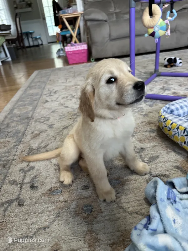 Pink Collar Girl – Golden Retriever puppy for sale in Dinwiddie, VA