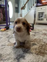 Male 1, a male Miniature Dachshund for sale in Dinwiddie, VA – 4 of 10