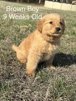 Mr. Brown, a male Golden Retriever for sale in Dinwiddie, VA – Photo 3 of 4