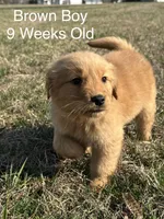 Mr. Brown, a male Golden Retriever for sale in Dinwiddie, VA – Photo 1 of 4