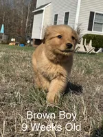 Mr. Brown, a male Golden Retriever for sale in Dinwiddie, VA – Photo 2 of 4