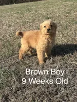 Mr. Brown, a male Golden Retriever for sale in Dinwiddie, VA – Photo 4 of 4