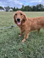 Mindy, a female Golden Retriever for sale in Dinwiddie, VA – 8 of 10