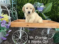 Orange Collar Boy, a male Golden Retriever for sale in Dinwiddie, VA – 5 of 10