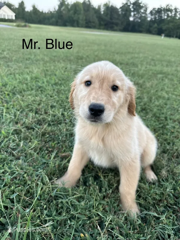Mr. Blue Collar – Golden Retriever puppy for sale in Dinwiddie, VA