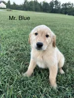 Mr. Blue Collar, a male Golden Retriever for sale in Dinwiddie, VA – 1 of 10