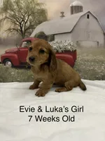 Girl 3, a female Miniature Dachshund for sale in Dinwiddie, VA – 8 of 10