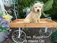 Purple Collar Girl, a female Golden Retriever for sale in Dinwiddie, VA – 7 of 10