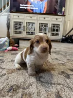 Male 1, a male Miniature Dachshund for sale in Dinwiddie, VA – 7 of 10