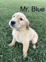Mr. Blue Collar, a male Golden Retriever for sale in Dinwiddie, VA – 2 of 10