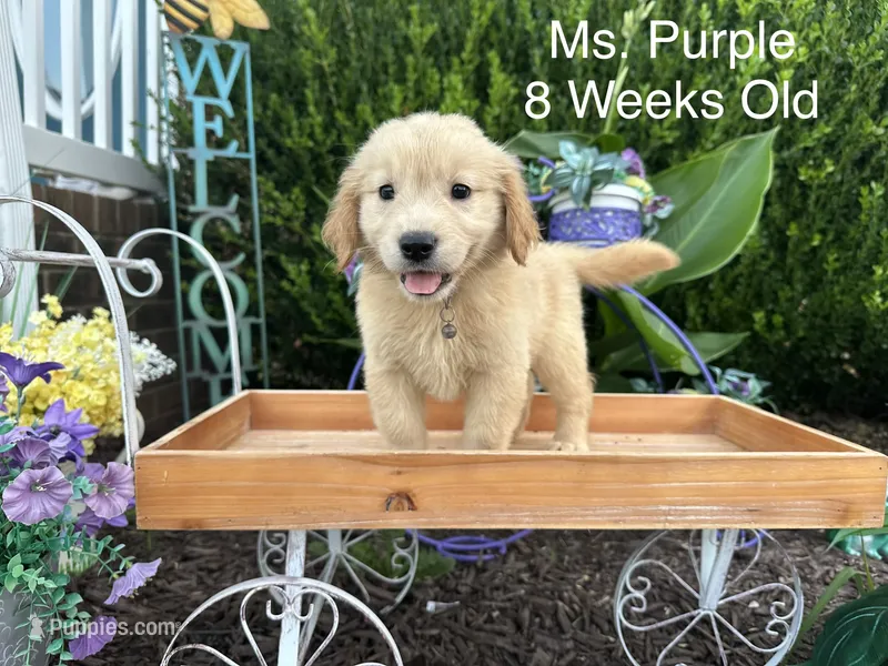 Purple Collar Girl – Golden Retriever puppy for sale in Dinwiddie, VA