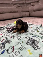 Black and Tan Longhair Boy, a male Miniature Dachshund for sale in Dinwiddie, VA – 3 of 8