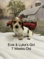 Girl 1, a female Miniature Dachshund for sale in Dinwiddie, VA – 3 of 10