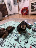 Black and Tan Longhair Boy, a male Miniature Dachshund for sale in Dinwiddie, VA – 4 of 8
