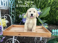 Yellow Collar Girl, a female Golden Retriever for sale in Dinwiddie, VA – 2 of 10