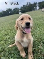 Mr. Black , a male Golden Retriever for sale in Dinwiddie, VA – 2 of 9