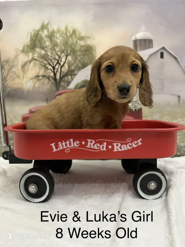 Girl 3 – Miniature Dachshund puppy for sale in Dinwiddie, VA