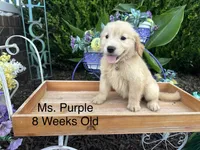 Purple Collar Girl, a female Golden Retriever for sale in Dinwiddie, VA – 4 of 10