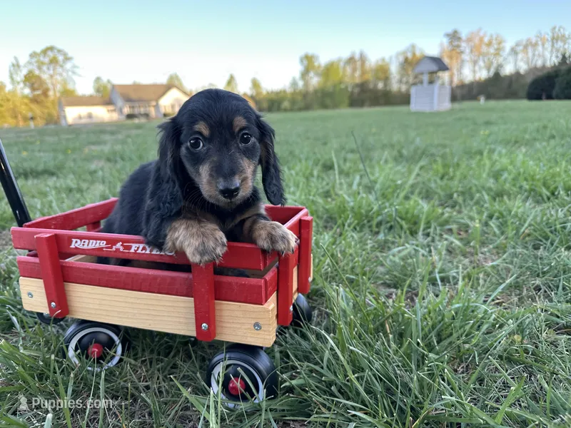 Boy 1 – Miniature Dachshund puppy for sale in Dinwiddie, VA