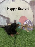 Boy 1, a male Miniature Dachshund for sale in Dinwiddie, VA – Photo 6 of 8