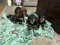 Boy 1 REDUCED , a male Miniature Dachshund for sale in Dinwiddie, VA – Photo 9 of 9