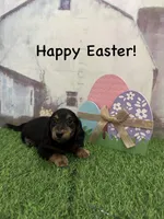 Boy 1, a male Miniature Dachshund for sale in Dinwiddie, VA – Photo 4 of 8