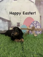 Boy 1, a male Miniature Dachshund for sale in Dinwiddie, VA – Photo 3 of 8