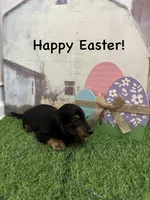 Boy 1, a male Miniature Dachshund for sale in Dinwiddie, VA – Photo 5 of 8