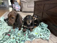 Boy 1 REDUCED , a male Miniature Dachshund for sale in Dinwiddie, VA – Photo 8 of 9