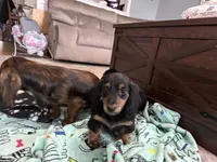 Boy 1 REDUCED , a male Miniature Dachshund for sale in Dinwiddie, VA – Photo 4 of 9