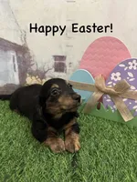 Boy 1, a male Miniature Dachshund for sale in Dinwiddie, VA – Photo 2 of 8