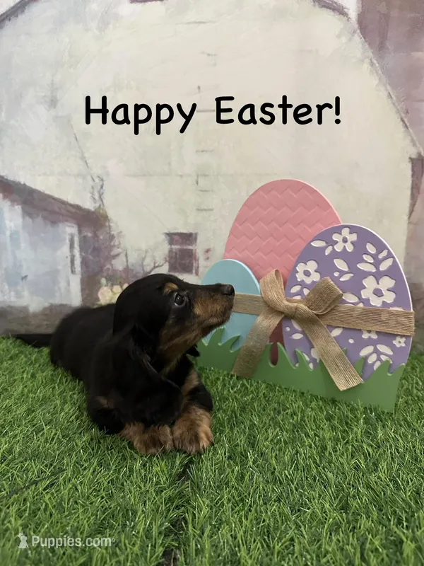 Boy 1 – Miniature Dachshund puppy for sale in Dinwiddie, VA