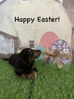 Boy 1, a male Miniature Dachshund for sale in Dinwiddie, VA – Photo 1 of 8