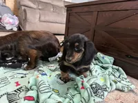Boy 1 REDUCED , a male Miniature Dachshund for sale in Dinwiddie, VA – Photo 5 of 9