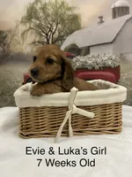 Girl 3, a female Miniature Dachshund for sale in Dinwiddie, VA – 7 of 10