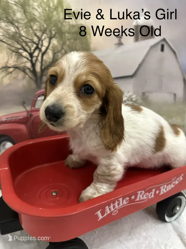 Girl 1 – Miniature Dachshund puppy for sale in Dinwiddie, VA