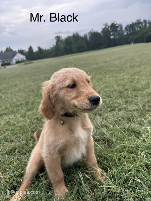 Mr. Black  – Golden Retriever puppy for sale in Dinwiddie, VA