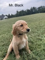 Mr. Black , a male Golden Retriever for sale in Dinwiddie, VA – 1 of 9