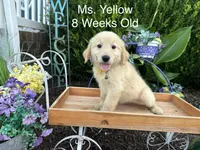 Yellow Collar Girl, a female Golden Retriever for sale in Dinwiddie, VA – 4 of 10