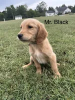 Mr. Black , a male Golden Retriever for sale in Dinwiddie, VA – 3 of 9