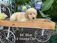 Blue Collar Boy, a male Golden Retriever for sale in Dinwiddie, VA – 3 of 10