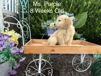 Purple Collar Girl, a female Golden Retriever for sale in Dinwiddie, VA – 10 of 10